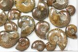 Lot: kg Iridescent, Red Flash Ammonites (-) - Pieces #82475-1